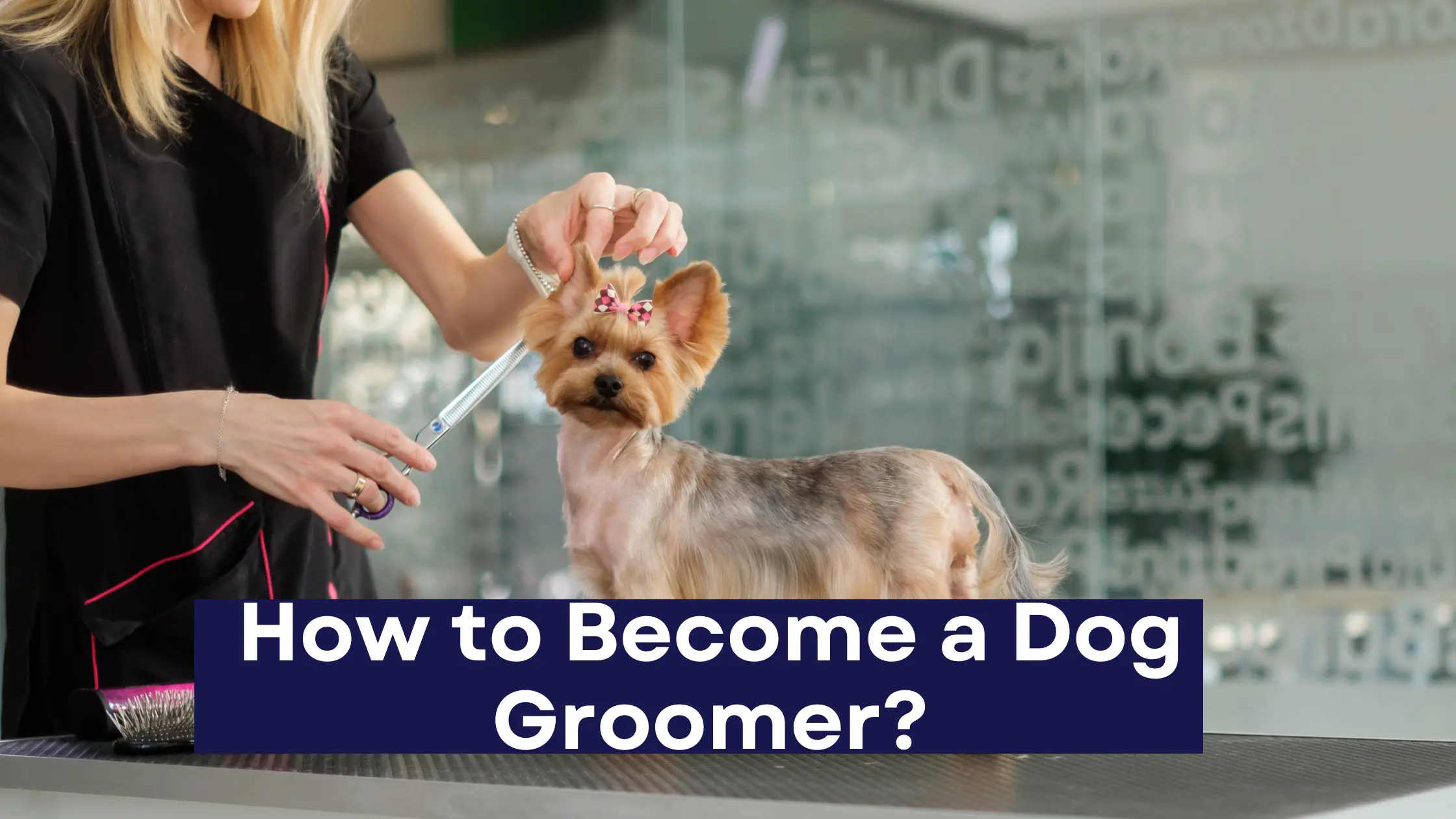 How to Become a Dog Groomer