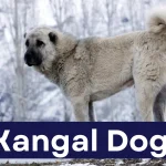 kangal dog