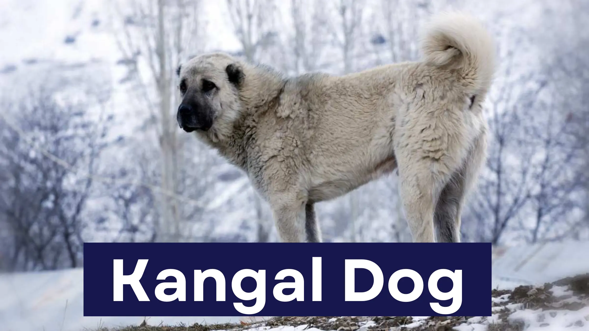 kangal dog